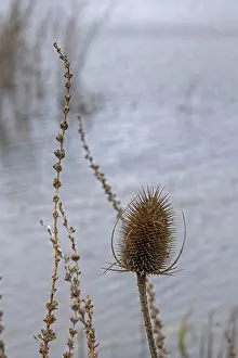 UK Travel Photography Drucke: Winter teasel (Dipsacus), pond