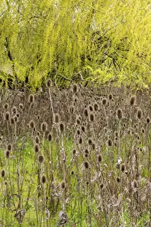 Weeping Willow Tree Drucke: Winter teasel (Dipsacus), weeping willow