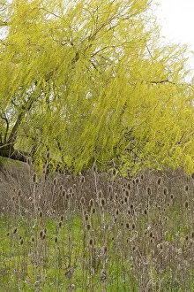 Northern Europe Trees Drucke: Winter teasel (Dipsacus), weeping willow