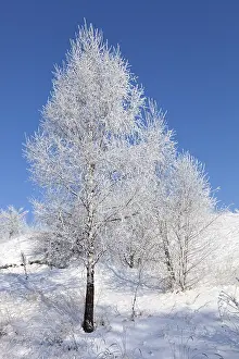 Winter Tree Drucke: Winter tree
