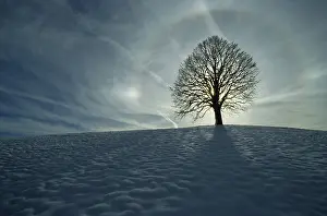 Linden Tree In Snow Drucke: Winter tree, linden tree with aura