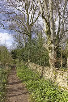 Northern European Winter Scene Drucke: Winter trees, stone wall, path