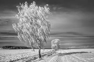 Winter Landscape Drucke: Winterb