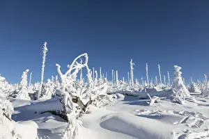 No People Winter Scenery Drucke: Winterlandschaft