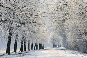 Winter Travel Photography Drucke: WinterTag