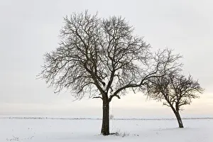 Winter Landscape Drucke: WinterTag