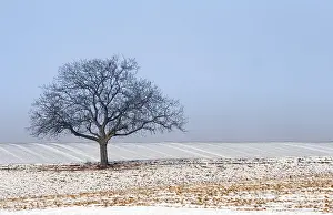 Winter Landscape Drucke: Wintertime