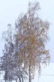 Birch Trees Germany Drucke: Wintertime, Birch trees, Germany