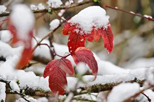 Central European Winter Drucke: Wintertime, leaf with snow, Germany