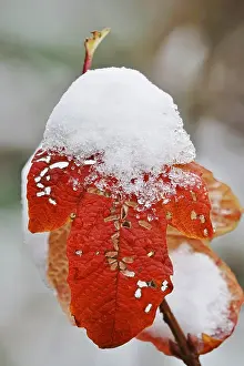 Europe Winter Scene Drucke: Wintertime, leaf with snow, Germany