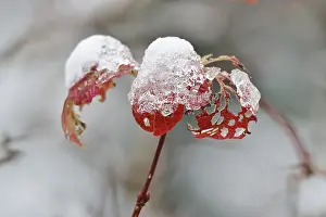 Europe Winter Scene Drucke: Wintertime, leaf with snow, Germany