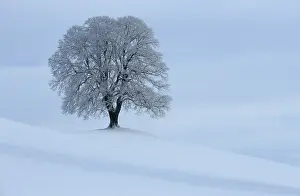 Snow Capped Trees Drucke: Wintery linden tree
