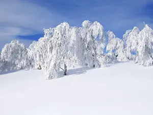 Winter Nature Photography Drucke: Wintry landscape with snowy trees