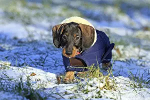 Domestic Animal Pet Drucke: Wire-haired dachshund in winter coat
