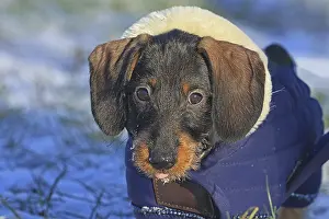 Pedigree Dachshund Drucke: Wire-haired dachshund in winter coat