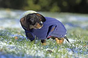 Dachshund Breed Drucke: Wire-haired dachshund in winter coat
