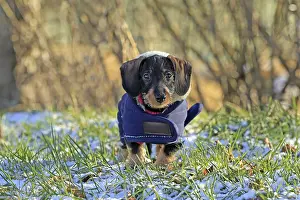 Small Domestic Animal Breed Drucke: Wire-haired dachshund in winter coat