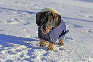 Purebred Sausage Dog Drucke: Wire-haired dachshund in winter coat