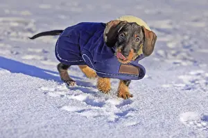 Purebred Dachshunds Drucke: Wire-haired dachshund in winter coat