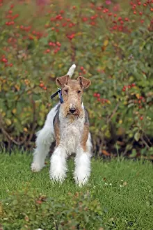 Dog Breeds With Wire Hair Drucke: Wirehaired Fox Terrier