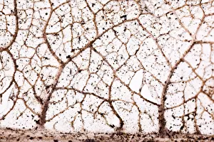 Close Up Nature Images Drucke: Wires leaf