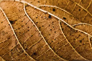 Autumn Leaf Macro Drucke: Wires leaf