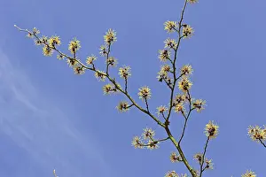 Deserted Botanical Garden Drucke: Witch-hazel (Hamamelis), Germany