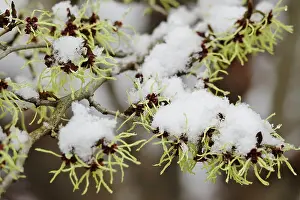 Spring Bloomer Europe Drucke: Witch-hazel (Hamamelis), Germany