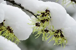 Witch Hazel Inflorescence Drucke: Witch-hazel (Hamamelis), Germany