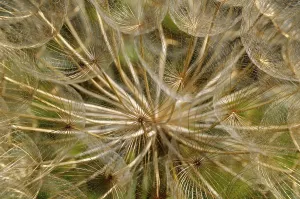 Daytime Botanicals Drucke: Withered Apiaceae (Apiaceae spec.)