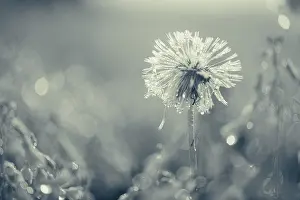 Black White Photography Drucke: Withered dandelion (Taraxacum sect)