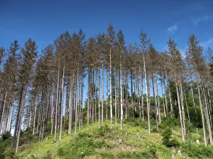 Deserted German Woods Drucke: Withered, dead trees, Harztor, Thuringia, Germany