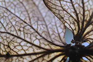Central Europe Flowering Plant Drucke: Withered flower of a hydrangea