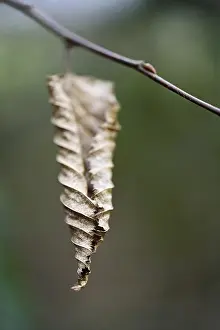 Nature Without Humans Drucke: Withered leaf