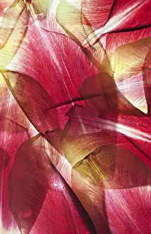 Vernal Blooms Drucke: Withered leaves