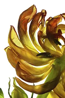 First Day Of Spring Drucke: Withered leaves