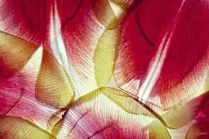 Spring Awakening Flower Drucke: Withered leaves