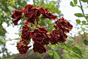 No People Nature Scenes Drucke: Withered rose petals