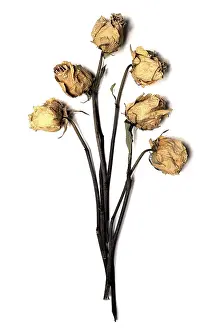Withered Roses Drucke: Six withered roses against a white background
