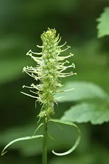 Campanulaceae Plant Drucke: Withered spiked devil's claw (Phyteuma spicatum)