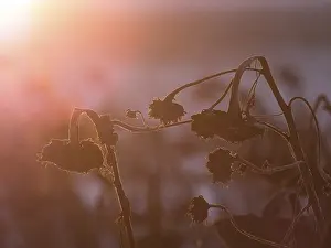 Atmospheric Evening Light Drucke: Withered sunflowers at sunset