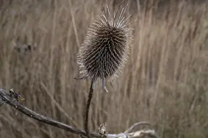 Bilder Datiert 27. Februar 2024: Verwelkter Distel in Nahsicht.