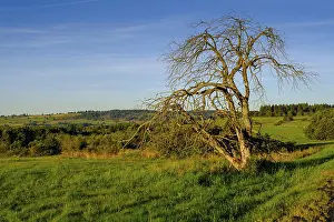 Central Europe Nature Conservation Area Drucke: Withered tree, HochrhonstraBe
