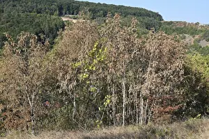 Environmental Pollution Germany Drucke: Withered trees, drought damage