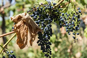Climate Change Germany Drucke: Withered vines in the vineyard