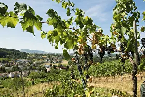 Deserted Vineyard Europe Drucke: Withered vines in the vineyard