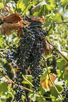 Climate Change Vineyard Drucke: Withered vines in the vineyard