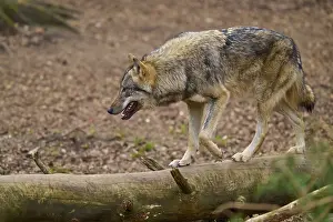 Predator In Nature Landscape Drucke: Wolf balancing carefully on a tree trunk in the forest
