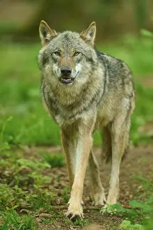 Canis Lupus Habitat Drucke: A wolf bares its teeth in the dense forest