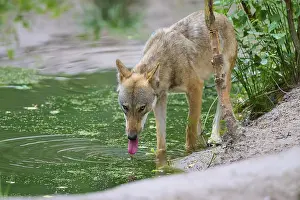 A wolf cools off at a pond in the forest